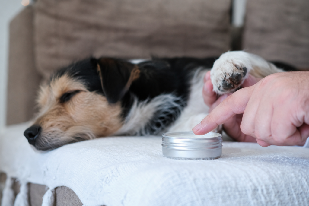 Kdy je asfalt pro psa příliš horký? Veterináři doporučují jednoduché pravidlo sedmi sekund
